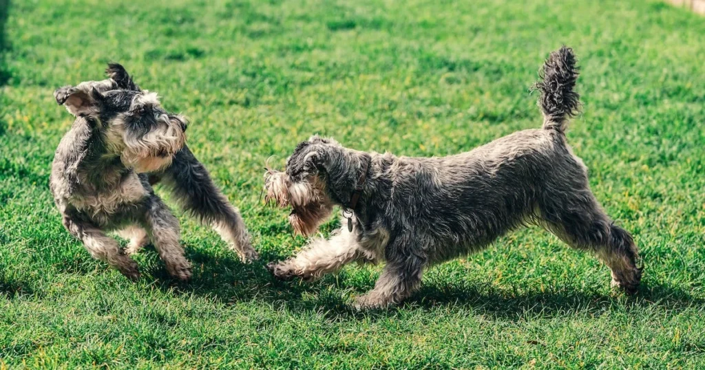 Schnauzers