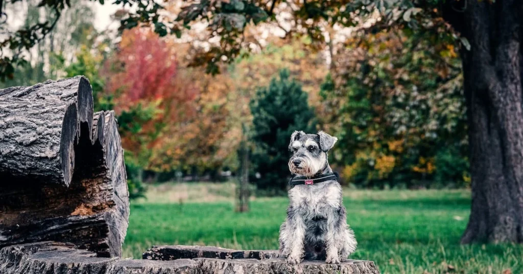 Schnauzers